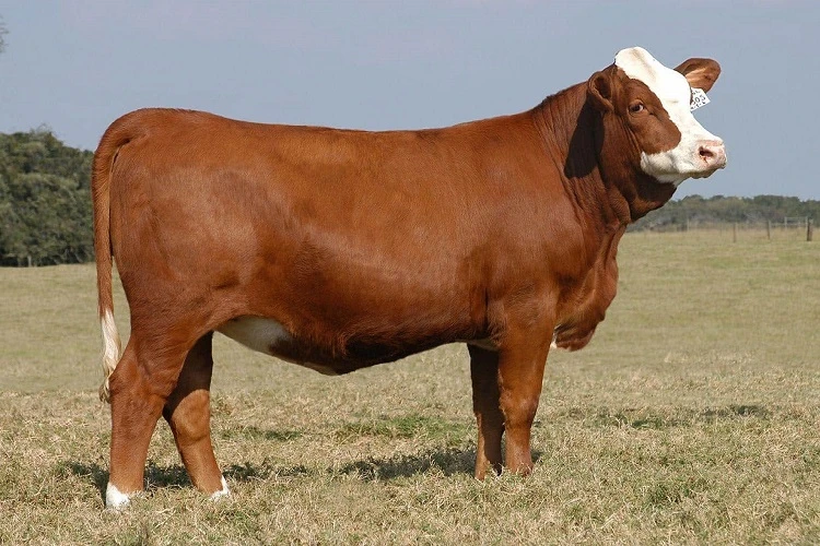 Çorlu Adaklık Kurban Satışı