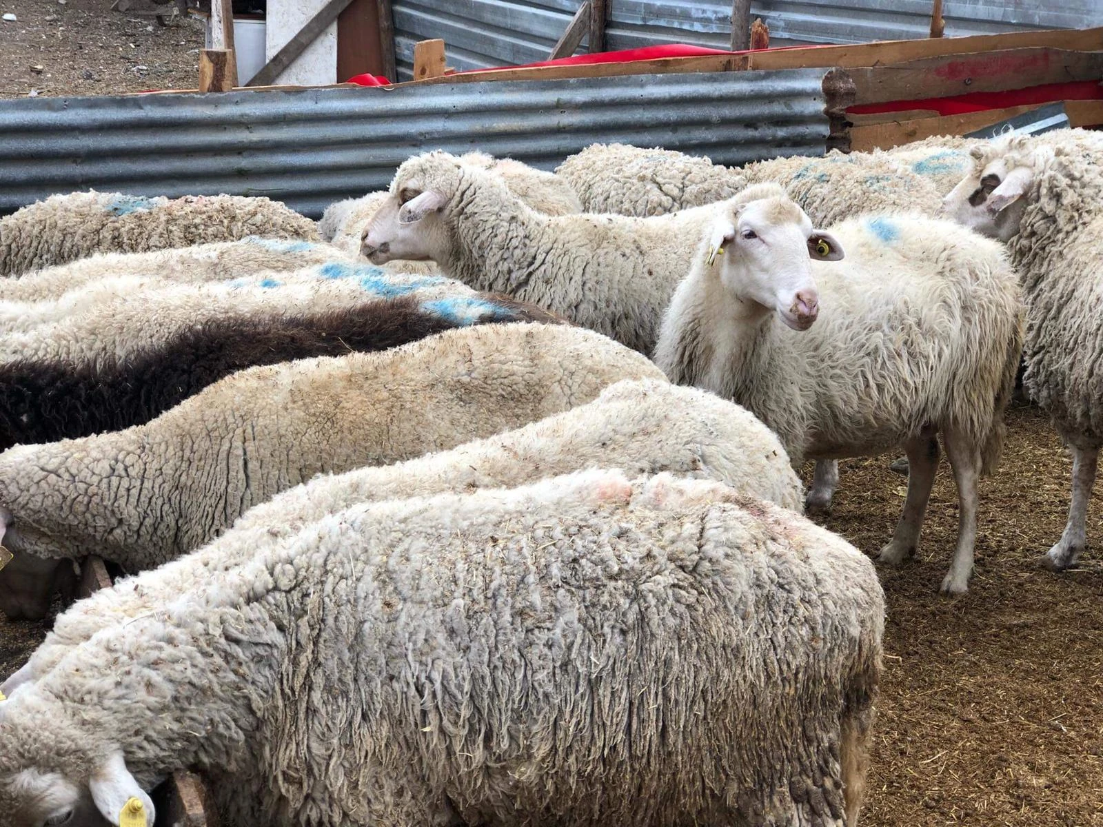 Çorlu Hyavancılık