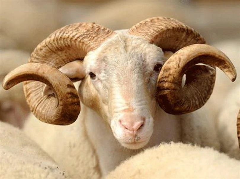 Çorlu Küçükbaş Hayvan Satışı